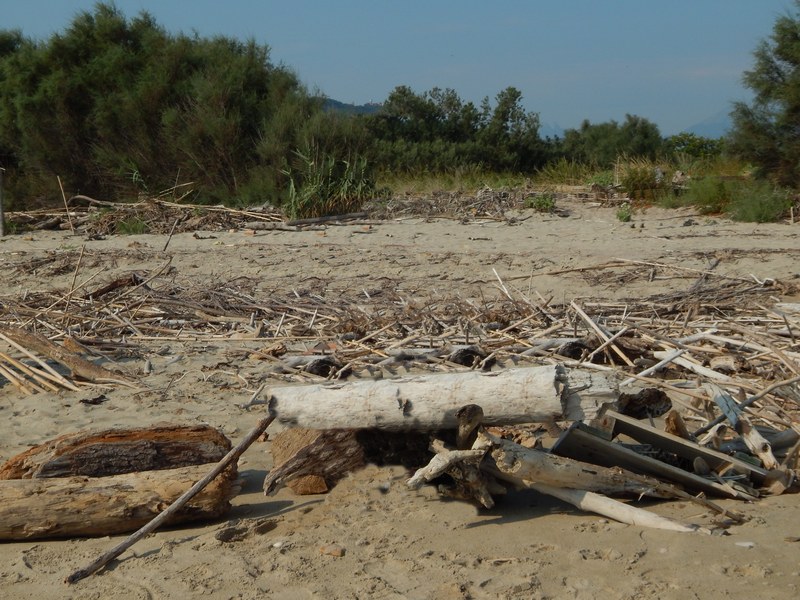 Selysiothemis nigra, femmina